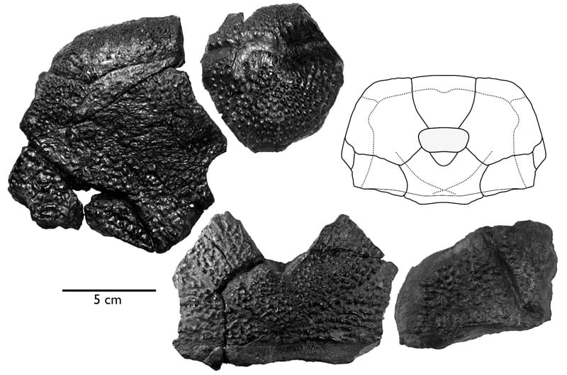 Fossils discovered from the B. rex around a drawing of what the fish's head looked like.